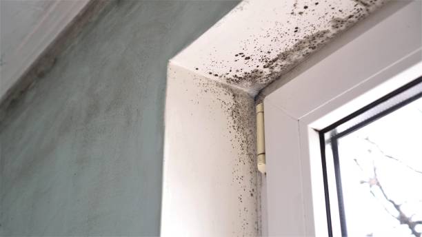 Best Insurance-Related Mold Remediation in Farmington, UT