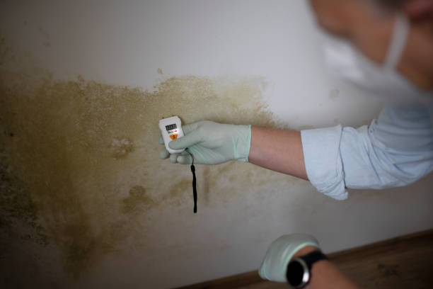 Best Mold Remediation for Schools in Farmington, UT