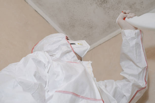 Best Mold Remediation for Schools in Farmington, UT