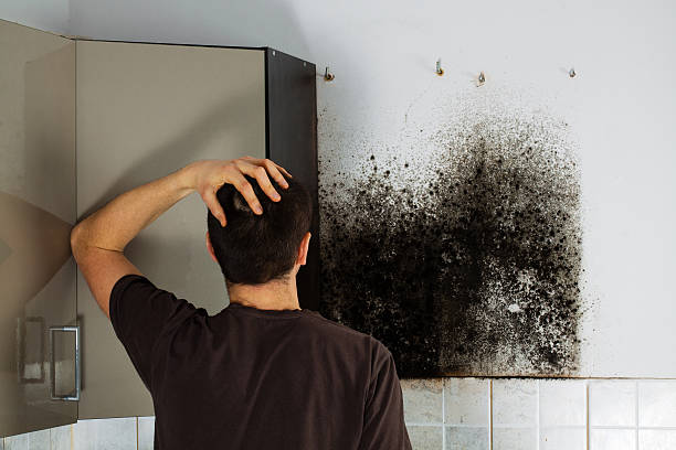 Best Black Mold Remediation in Farmington, UT